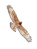 Short-toed eagle,artwork