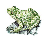Common parsley frog,artwork