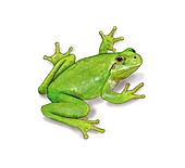 Mediterranean tree frog,artwork