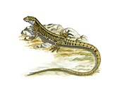 Common wall lizard,artwork