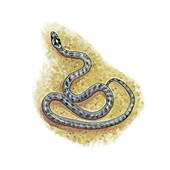 Southern smooth snake,artwork