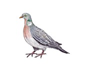 Common wood pigeon,artwork