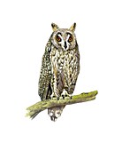 Long-eared owl,artwork