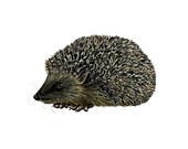 European hedgehog,artwork
