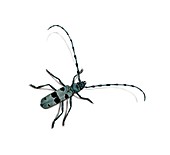 Longhorn beetle,artwork