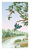 Common kingfisher fishing,artwork