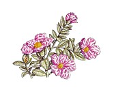 Rockrose (Cistus albidus) flowers,artwor