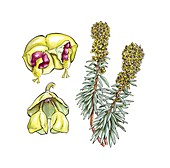 Spurge (Euphorbia characias) flowers