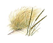 Marram grass (Ammophila arenaria)