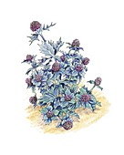 Sea holly (Eryngium maritimum),artwork