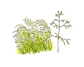 Wavy hair-grass (Deschampsia flexuosa)