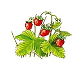 Wild strawberries (Fragaria vesca)