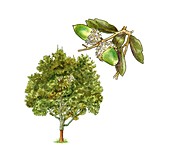 Cork oak (Quercus suber),artwork