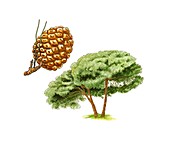 Stone pine (Pinus pinea) tree,artwork