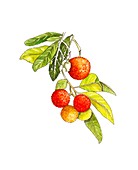 Strawberry tree (Arbutus unedo) fruit