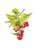 Bindweed (Smilax aspera) fruit,artwork