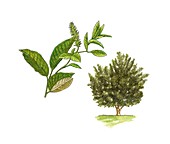 Grey willow (Salix atrocinerea),artwork