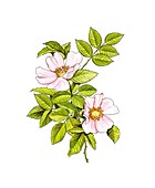 Dog rose (Rosa canina) in flower,artwork