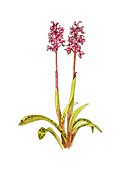 Orchid (Orchis mascula),artwork