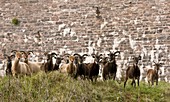 Soay sheep herd,Devon