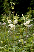 Meadowsweet (Filipendula ulmaria)