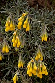 Golden Drop (Onosma erectum)