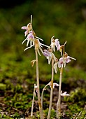 Ghost Orchid (Epipogium aphyllum)