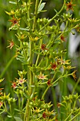 Orange Saxifrage (Saxifraga mutata)