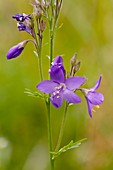 Jacob's-ladder (Polemonium caeruleum)