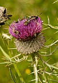 Wooly Thistle (Cirsium eriophorum)