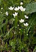 Parnassus (Parnassia palustris)