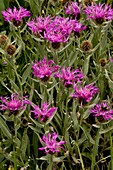 Centaurea uniflora ssp. uniflora