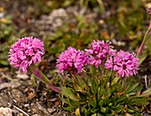 Alpine Catchfly (Silene suecica)