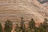 Zion National Park,Utah,USA