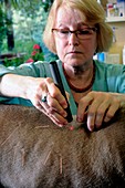 Veterinary acupuncture