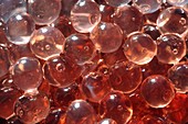 Sodium alginate beads