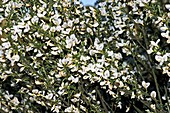 White Broom (Lygos monosperma)