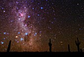 Milky Way and cacti,Atacama Desert,Chil