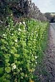 Garlic Mustard (Alliaria petiolata)