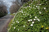 Wood Anemone (Anemone nemorosa)