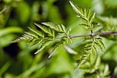 Cow Parsley (Anthriscus sylvestris)