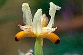 Iris paradoxa forma mirabilis
