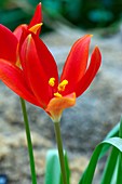 Tulip (Tulipa sprengeri)