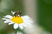 Honeybee on flower