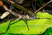 Stick insect at night,Borneo
