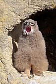 European eagle owl chick