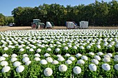 Field of lettuce,France