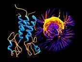 Breast cancer protein and cancer cell