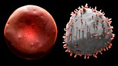 Red and white blood cells,artwork