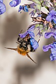 Carder-bee feeding on flowers